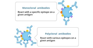 How to Choose? Polyclonal, Monoclonal, or Recombinant Antibody?