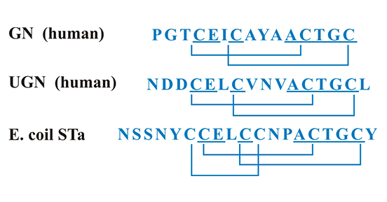 Amino acid sequences of human Gn, Ugn, and STa