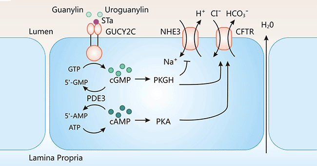 GUCY2C-mediated signal transduction pathway