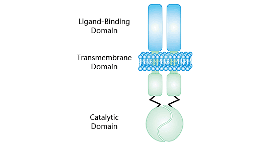 GUCY2C structure