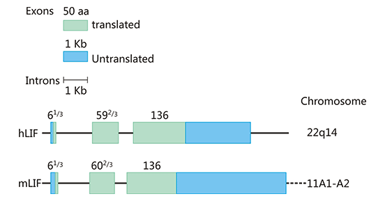 The structure of human and mouse LIF gene