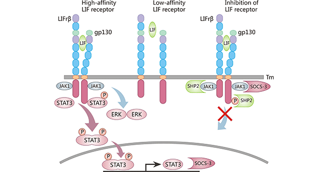 Structure of the LIF receptor and activation of the JAK-STAT3 signaling pathway