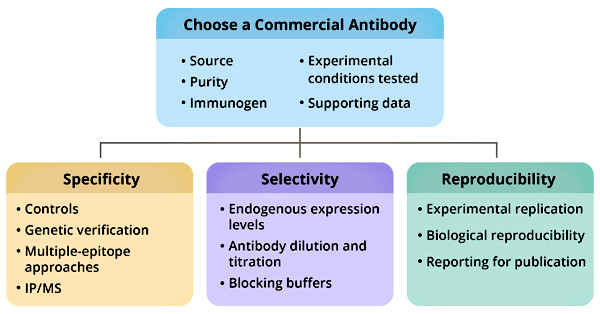 How to choose a commercial antibody