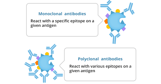 The main difference between monoclonal antibody and polyclonal antibody
