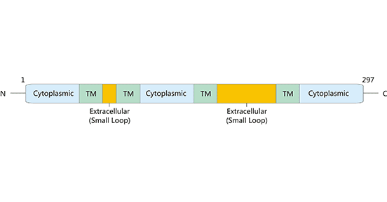CD20, Why is It Such Popular in Antibody Drug Development?