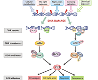 DNA Damage and Repair