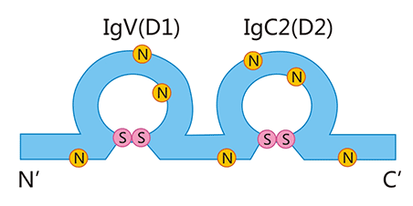 CD48: An Emerging Human Immune Co-stimulatory Molecule, Friend or Foe?