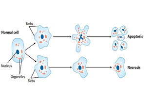 An Overview of Cell Death: Necrosis and Apoptosis