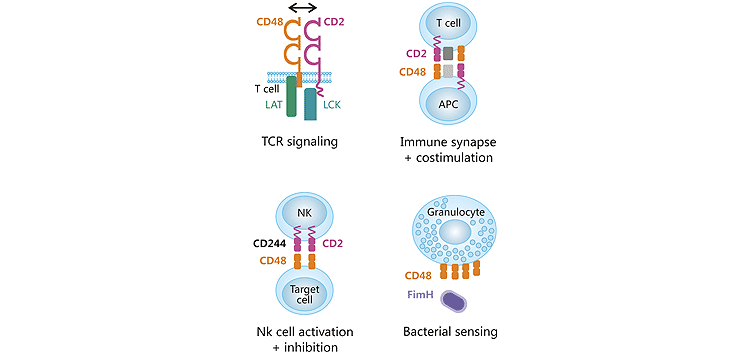 Interactions of CD48 with its ligands