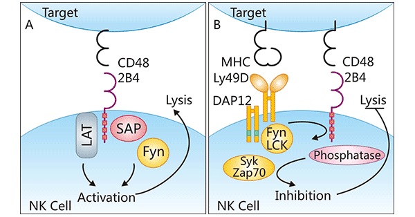 CD48/CD244 regulatory mechanisms