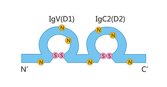 CD48 structure