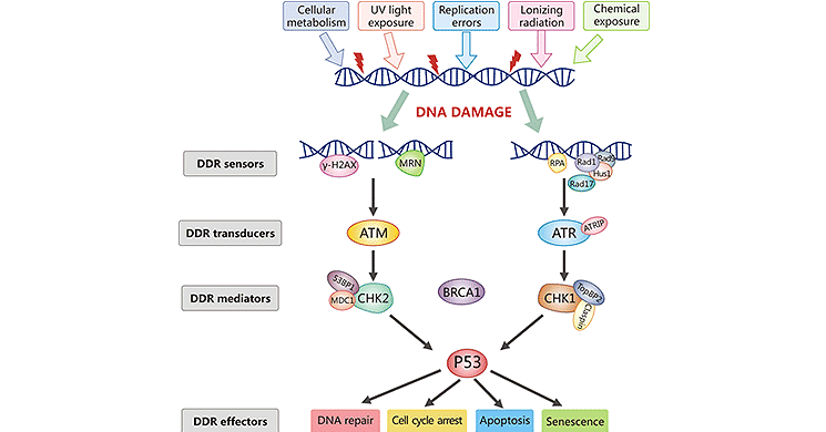 DNA Damage Response Signaling Pathway