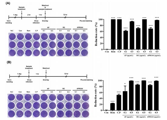 Anti-SARS-CoV-2 activity of Agrimonia pilosa (AP), Galla rhois (RG), and their mixture (APRG64)