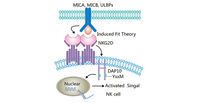 The interaction between NKG2D and its ligands