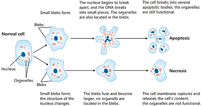 Structural alterations during necrosis compared to the apoptosis