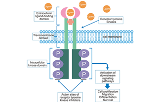 The Overview of One Category of Important Cell Receptors: Receptor Tyrosine Kinases