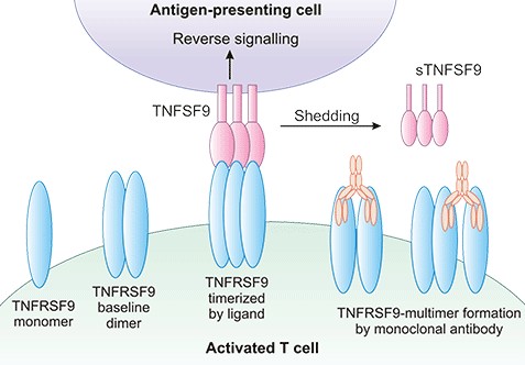 TNFRSF9: A Potent Immune-Stimulator in Cancer
