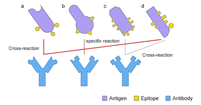 Cross-reactivity of Antibody: Beneficial or Harmful?