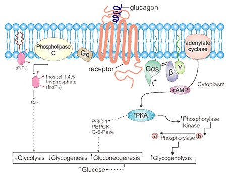 GCGR: A Regulator of Energy Balance Holds a Potential in Treatment Diabetes