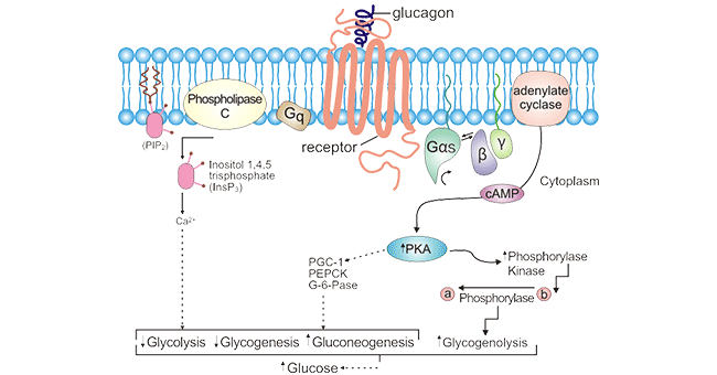 GCGR-mediated signal transduction pathways