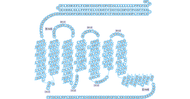 Schematic diagram of GCGR protein