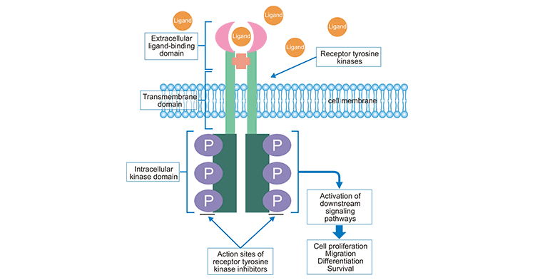 Activation of RTK and Its Involved Signaling Pathway