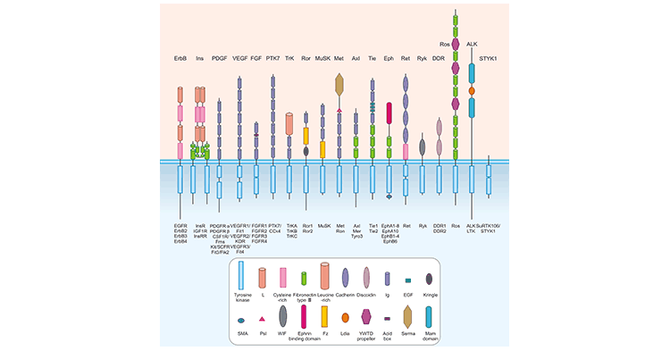 All 58 RTKs in the human proteome are divided into 19 subfamilies