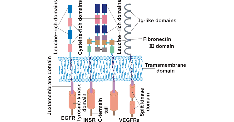 Structure of RTK subfamilies