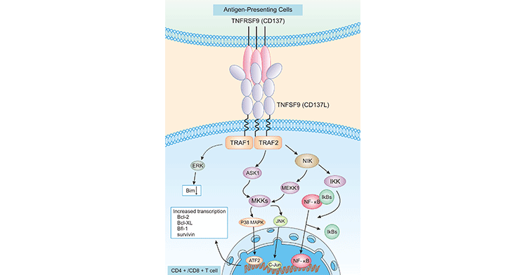 TNFRSF signaling pathway on CD4+/CD8+ T cells