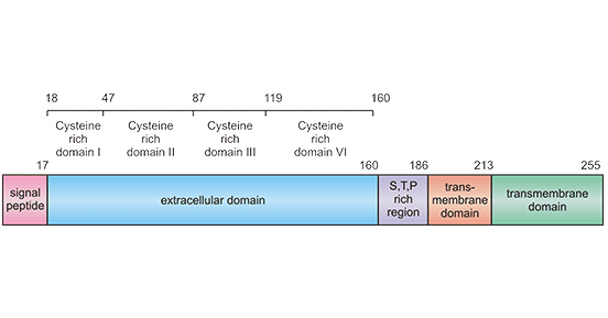 Schematic diagram for TNFRSF9 structure