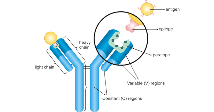 The specific binding between an antibody and an antigen