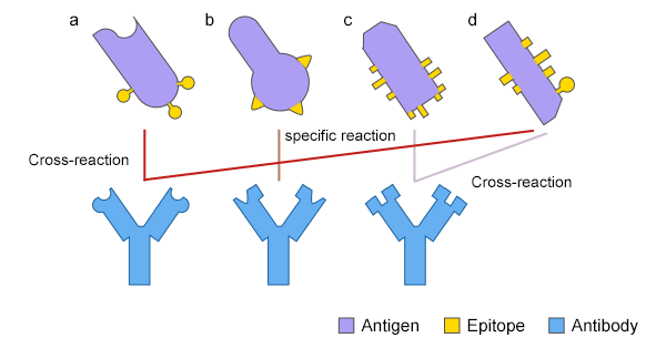 The cross-reaction of an antibody between two different antigens