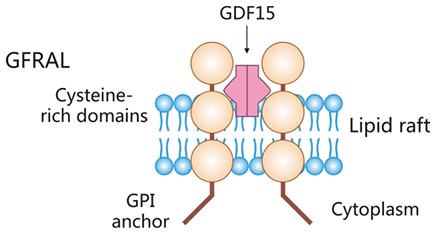 GFRAL: A Promising Metabolic Target for Improving Obesity and Anorexia/Cachexia