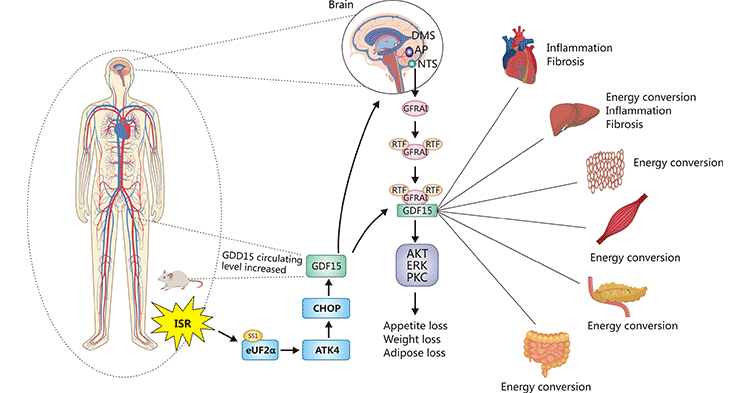 GFRAL/GDF-15 signaling pathway