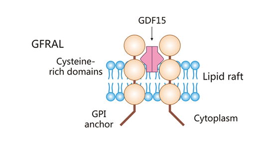 Schematic diagram of the GFRAL structure