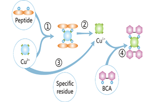 Approaches to Determinate Protein Concentration