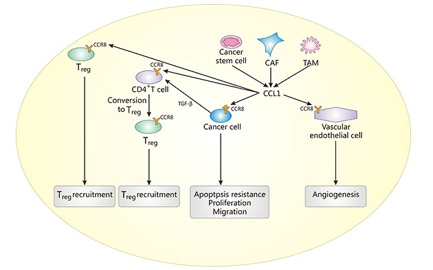 CCR8: a Specific Marker on Tregs Cells, the Next Promising Candidate for Antitumor Drugs!