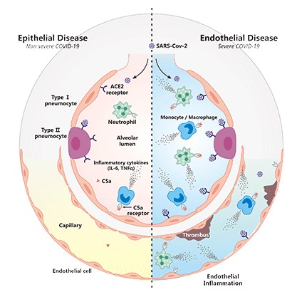 C5AR1: A Potential Molecule of Complement System to Fuel COVID-19 Therapy!