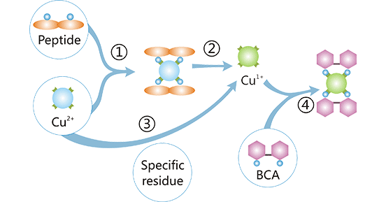 Principle of the BCA assay