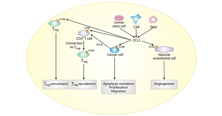 The role of the CCR8-CCL1 axis