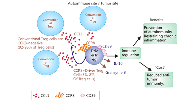 Mechanism of CCR8+ Tregs tumor-infiltrating in TME