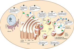 Lysosomal Enzymes and Lysosomal Storage Disorders (LSDs)