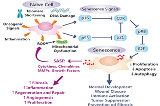 Cellular Senescence and Its Markers