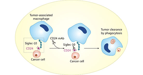 CD24: A Key Element in the EXO-CD24 Technique for Combating COVID-19