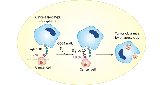 CD24/Siglec-10 signaling pathway