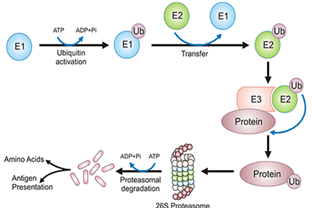 The Review of Post-translational Modifications