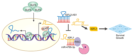 IGFL1: A Novel Secretory Protein of IGF-Like Family Presents a High Cancer-Promoting Potential!
