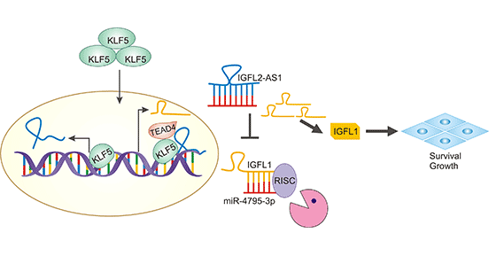 IGFL1 is involved in regulating Basal-like breast cancer
