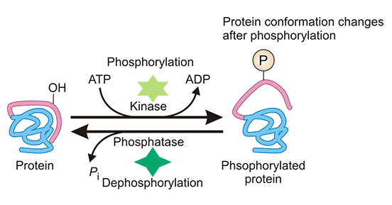 Phosphorylation of proteins