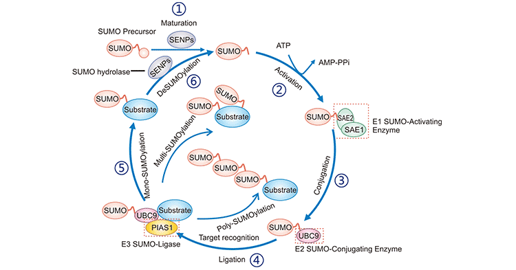 SUMOylation catalytic cycle